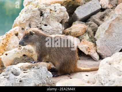 Hutia cubana o Hutia di Desmarest, piloridi di Cpromys, rocce amontiche per adulti, allevamento di coccodrilli la Boca, Zapata, Matanzas, Cuba (Captive) Foto Stock