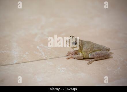 Rana cubana, Osteacillus septentrionalis, adulto singolo sul pavimento del bagno, Cuba Foto Stock