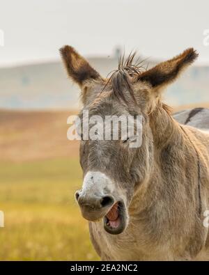 Marrone burro selvaggio nelle Black Hills in South Dakota con gli occhi chiusi e la bocca aperta Foto Stock