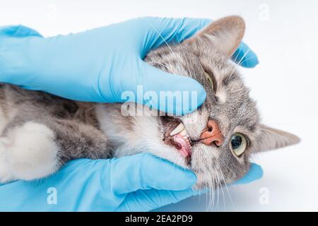 Veterinario dentista verifica le condizioni e la salute dei denti del gatto in clinica. Salute e longevità del vostro animale domestico Foto Stock