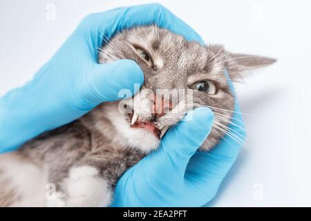 Veterinario dentista verifica le condizioni e la salute dei denti del gatto in clinica. Salute e longevità del vostro animale domestico Foto Stock