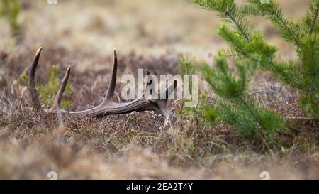 Corna di capannone da un cervo rosso stag sdraiato sul terra in primavera natura Foto Stock
