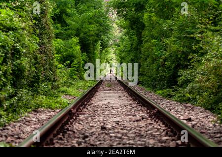 Una galleria d'amore naturale formata da treni che tagliano i rami degli alberi. Verde fogliame. Persone irriconoscibili Foto Stock
