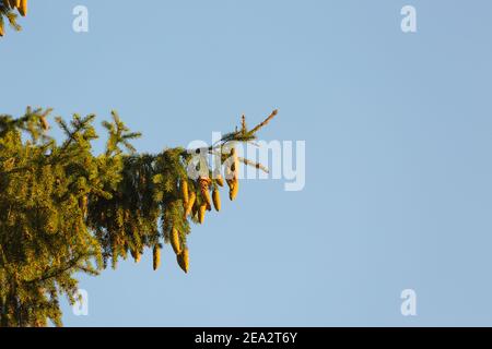 Rami di abete rosso con un sacco di coni sono al tramonto contro il cielo. Messa a fuoco selettiva sui coni. Foto Stock