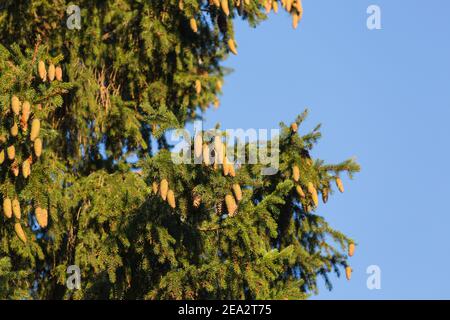 Rami di abete rosso con un sacco di coni sono al tramonto contro il cielo. Messa a fuoco selettiva sui coni. Foto Stock