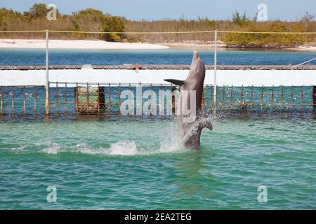 CAYO LARGO, CUBA: UN delfino si erge sull'acqua in una piccola piscina sull'isola di Cayo Largo. Foto Stock