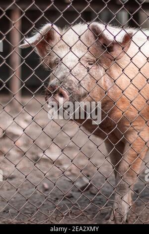 Maiale sporco mangiare in una fattoria di carne biologica. Occhi ravvicinato e sfocatura. Piggy ritratto. Foto Stock