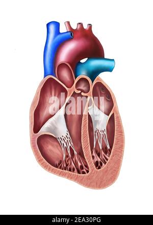 Sezione trasversale del cuore umano. Illustrazione digitale originale. Foto Stock