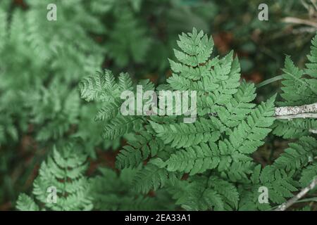 Foto atmosferica di foglie di felce nella foresta con un luce mistica Foto Stock