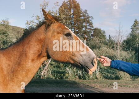 donna con la mano che stropica e carezzava un cavallo in natura. Il concetto del rapporto tra uomo e animali Foto Stock