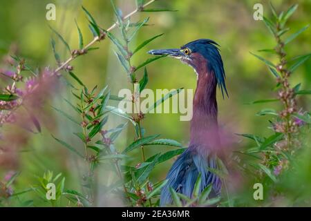 Green Heron caccia sull'acqua nel suo habitat Foto Stock