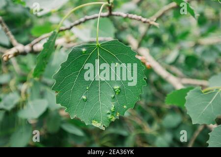 Foglie di ontano con neoplasie causate da malattie e parassiti. Foresta malata e la sua protezione da silvicoltura Foto Stock