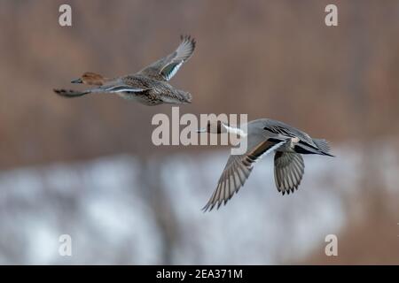 Coppia di pintail settentrionali in volo sull'habitat delle paludi Foto Stock