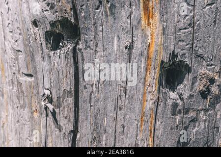 Struttura di legno morto grigio con crepe e solchi Foto Stock