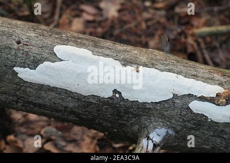 Antrodia serialis, conosciuta come crosta a seri, fungo di poro selvatico dalla Finlandia Foto Stock