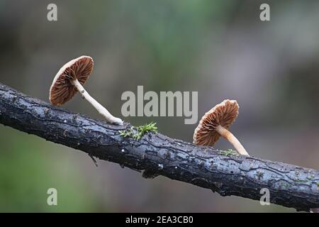 Tubaria conspersa, comunemente noto come il twiglet feltrato, fungo selvatico dalla Finlandia Foto Stock