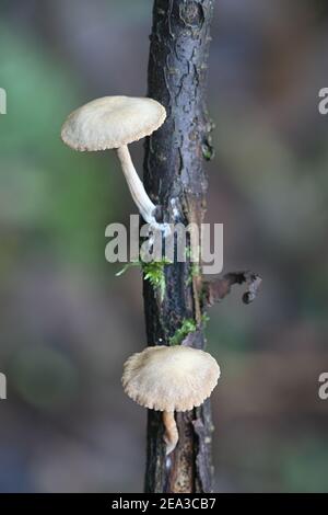 Tubaria conspersa, comunemente noto come il twiglet feltrato, fungo selvatico dalla Finlandia Foto Stock