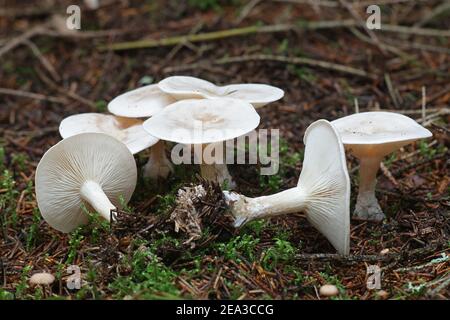 Clitocybe odora, conosciuta come lo stool di anice o cappuccio di imbuto di anice, funghi selvatici dalla Finlandia Foto Stock