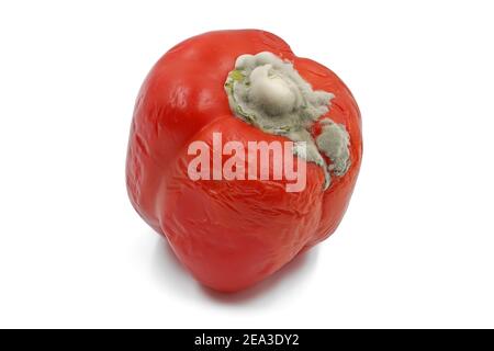 stampo grigio su peperone rosso marcio isolato su bianco sfondo Foto Stock