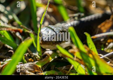 Southern Black Racer (Coluber constrictor ssp. priapus) serpente in erba da vicino Foto Stock