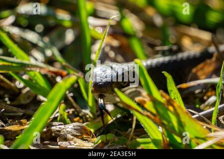 Southern Black Racer (Coluber constrictor ssp. priapus) serpente in erba da vicino con lingua fuori Foto Stock