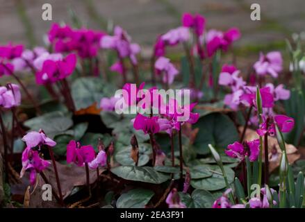 Sfondo ciclamino in fiore invernale con fiori in varie sfumature di rosa Foto Stock