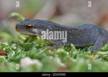 Un maschio adulto nuovo liscio, Lissotriton vulgaris su muschio verde Foto Stock