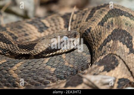 Primo piano di un rattlesnake di legno, Crotalus horridus, appena prima della molatura. Foto Stock