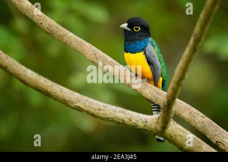 trogon Gartered - Trogon caligatus anche trogon violaceo settentrionale, giallo e blu scuro, uccello passerino verde, nelle foreste Messico, America Centrale, t. Foto Stock