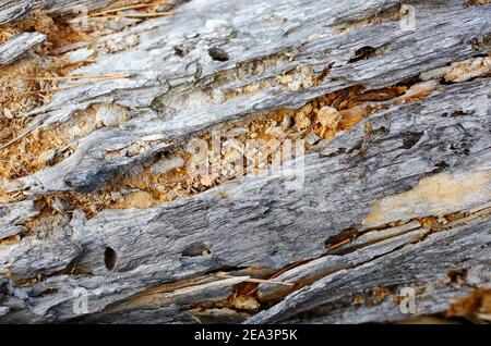 Vecchio legno marcio texture sfondo. Vecchio sfondo dell'albero danneggiato con graffi. Texture di legno, primo piano Foto Stock