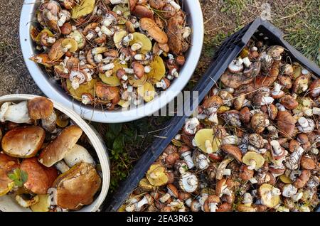 Funghi Boletus e Suillus sporchi e non pelati in secchio. Raccolta di funghi selvatici nella foresta d'autunno. Vista dall'alto Foto Stock