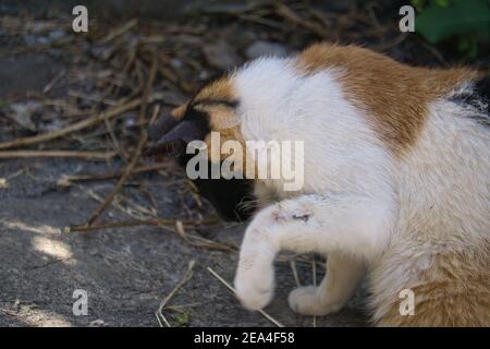 gatto bianco con macchie gialle e nere, esplorando nella natura, in giornata di sole Foto Stock