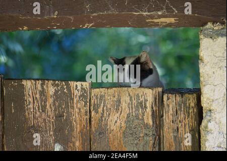 gatto bianco con macchie gialle e nere, dietro una porta di legno e sbirciando sopra, natura Foto Stock