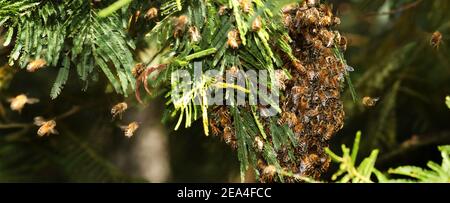 Primo piano dettaglio di una massa selvaggia di api di miele occidentali in un cortile suburbano che si trova su un ramo di un albero. L'alveare dell'ape di sciaratura in un cespuglio Foto Stock
