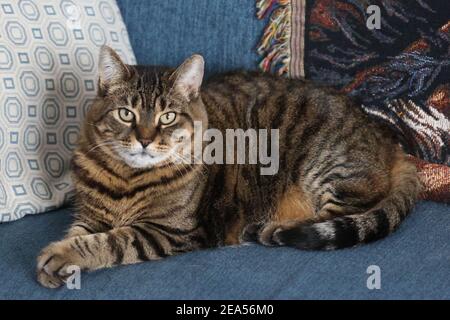 Sophie, domesitc shortair tabby Cat Foto Stock