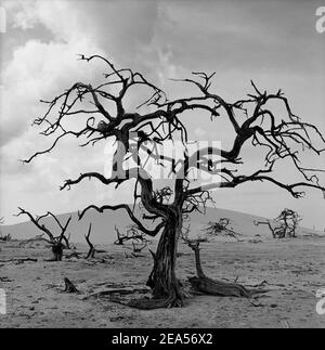 Deserto con albero secco, penisola di Paraguaná, Falcón, Venezuela, Sud America Foto Stock