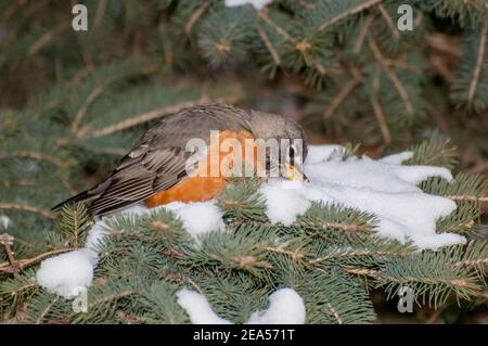 Vadnais Heights, Minnesota. American Robin, Turdus migratorius mangiare neve da un ramo di abete rosso in inverno. Foto Stock