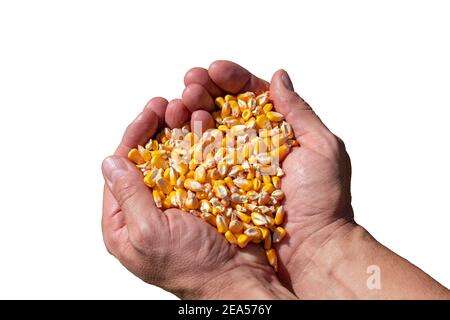 Mani rude del coltivatore che tengono i kernels del mais. Mais di grano appena raccolto. Primo piano delle mani di Peasant con grani di mais. Foto Stock