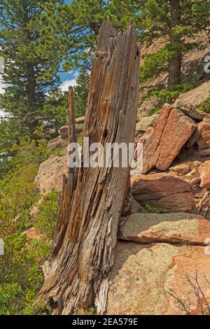 Il tronco dell'albero di Weathered su una pendenza rocciosa in montagna rocciosa Parco nazionale in Colorado Foto Stock