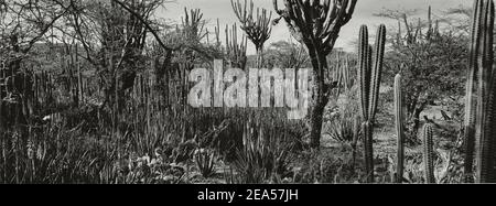 Panorama moody, bianco e nero paesaggio del deserto in Lara, Lara stato, Venezuela, Sud America. Foto Stock