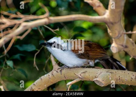 Apple Valley, Minnesota. White-crested ridendo thrush., 'Garrulax leulophus' seduto su un ramo di albero Foto Stock