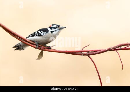 Picoides pubescens, inverno, e Nord America, di Dominique Braud/Dembinsky Photo Assoc Foto Stock