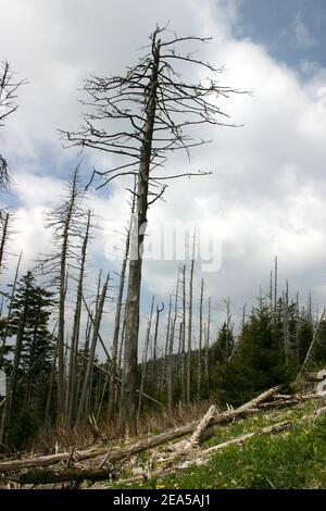 Danni ambientali – Hemlock Woolly Adelgid, Great Smoky Mountains National Park, USA Foto Stock
