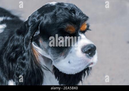 Ritratto di un giovane Cocker americano in purebred bianco e nero Spagnolo con marrone beige Foto Stock