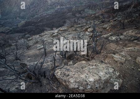 Il paesaggio bruciato a seguito di incendi nelle montagne della costa californiana, il fuoco ha spazzato attraverso l'area bruciando via tutta la vegetazione. Foto Stock