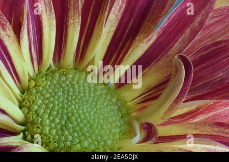 Fiori di sole arancio e verde sul fiume Rio Grande valle del New Mexico Foto Stock