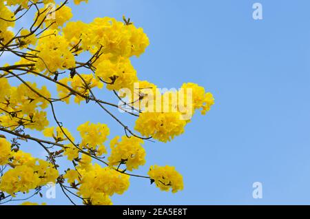 Tabbuia giallo fiore su sfondo cielo. Foto Stock