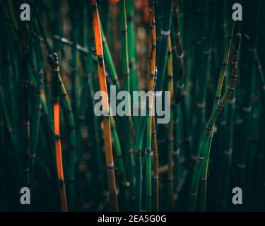 Pianta verde e arancione Horsetail closeup Foto Stock