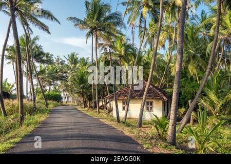 Paesaggio rurale con casa di villaggio e piantagione di palme in Kerala, India Foto Stock