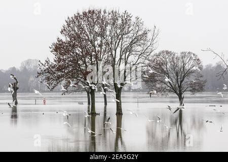 Colonia, Germania. 07 febbraio 2021. Le rive del fiume Reno si vedono allagate. Le forti piogge e la scioglimento della neve hanno causato inondazioni e frane in Germania. I livelli di acqua dei fiumi principali hanno raggiunto i loro livelli più alti. Credit: SOPA Images Limited/Alamy Live News Foto Stock